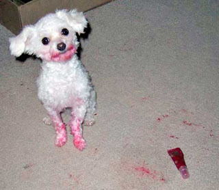 lipstickdog